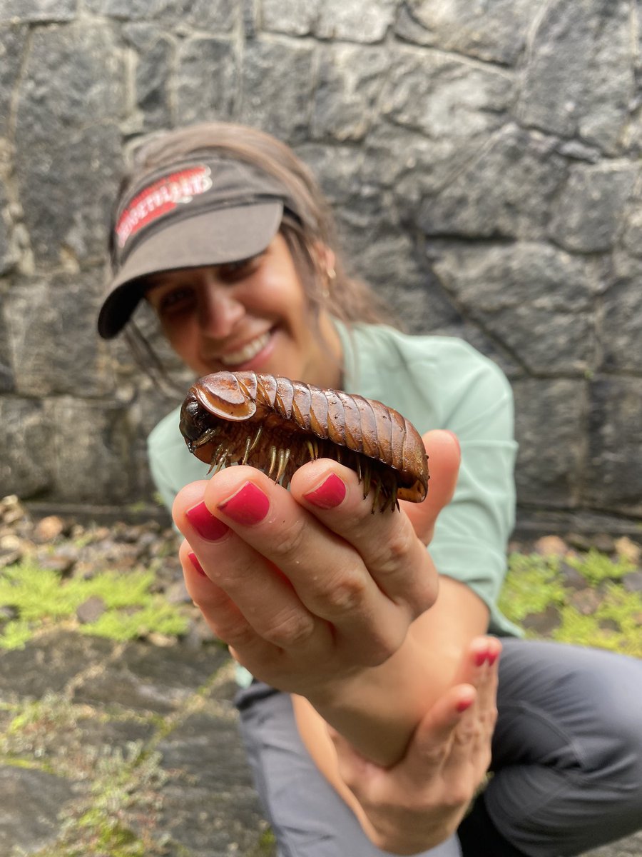 More giant pill millipedes with <a href="/PseudohajeSci/">Arianna Kuhn</a> while <a href="/CentreValBio/">Centre ValBio</a>