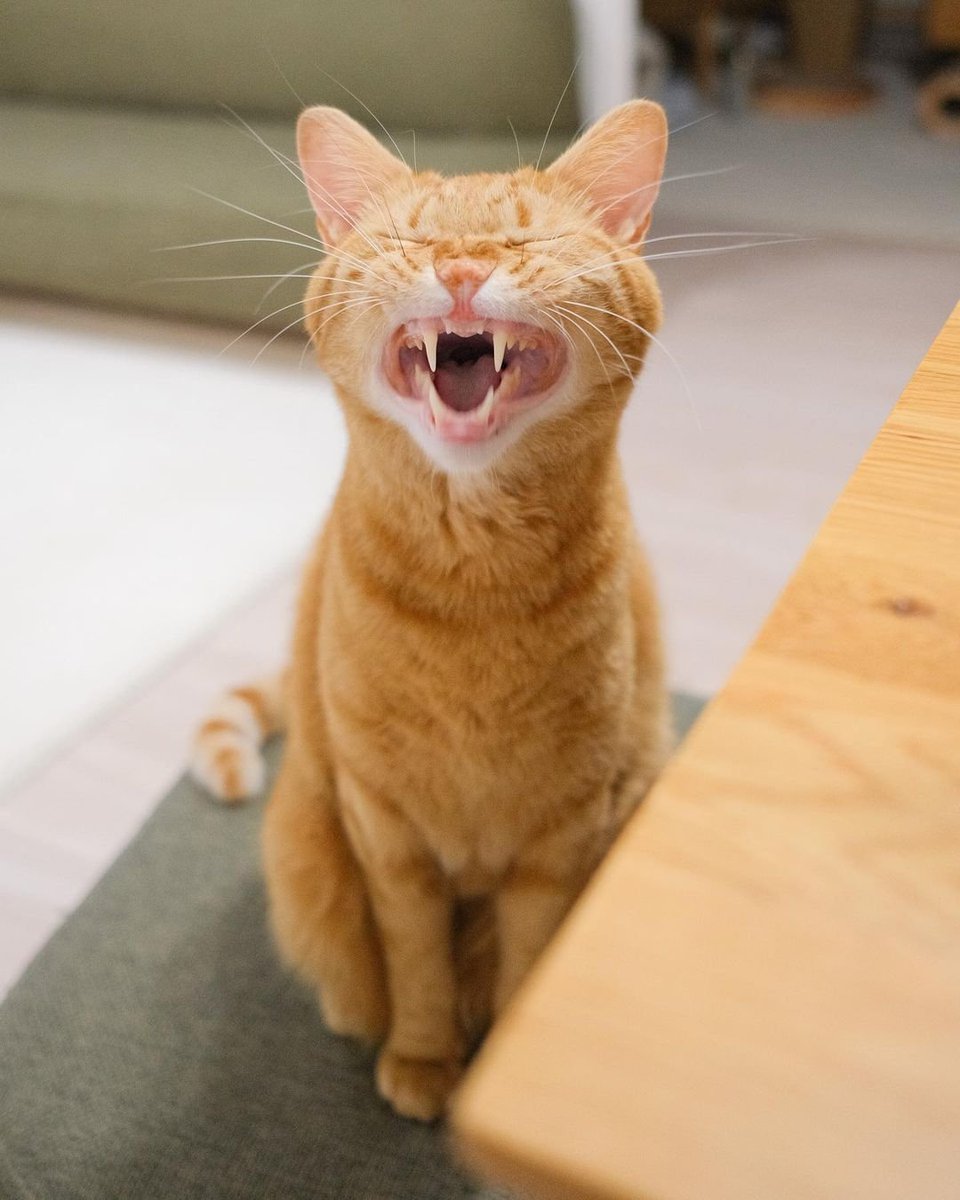Me during my dentist appointments. 😄

#adorablecats #catpics #kittens #kittenlove #kitty #cats #catlife #meow #catlove #catloversclub #cutecats #gatos #animals #CatsofTwitter #Caturday #Purrtacular
