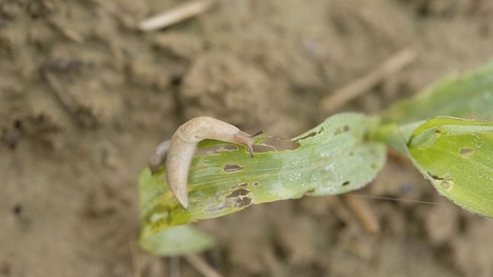 🌱"En s’affichant comme « leader des biosolutions », la société DE SANGOSSE souhaite accélérer le déploiement des produits de biocontrôle sur le terrain. Dans un contexte où l’#agriculture est challengée sur le plan environnemental, technique et économique, la société agenaise