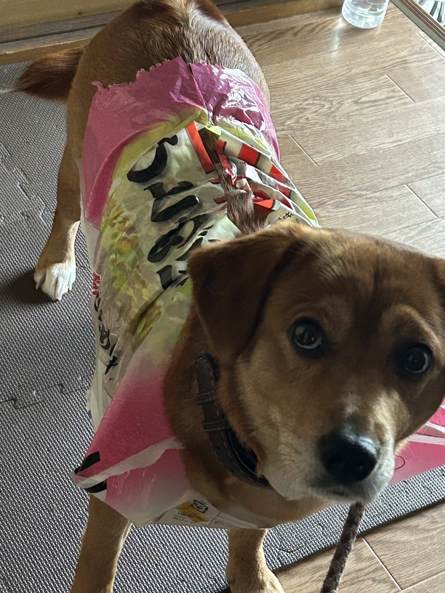 親から送られてきたお手製の犬の服が奇抜すぎ
