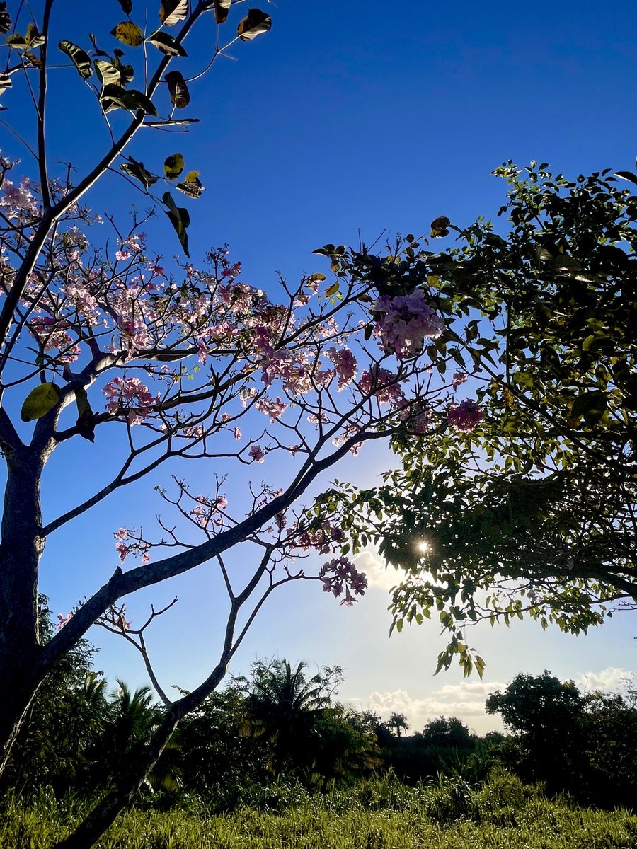 Trees in bloom, this morning. #mysky #treeflowers #mymorning🏃‍♀️ #oaktree #nature #goodtime