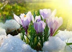 We are pleased to announce that our 3rd annual poetry competition is open. This year's theme is The Changing Seasons as Shelley was inspired by the power of the seasons. We hope to hear from all those similarly inspired. The closing date is 31st August.

shelleymemorialproject.co.uk/competition-20…