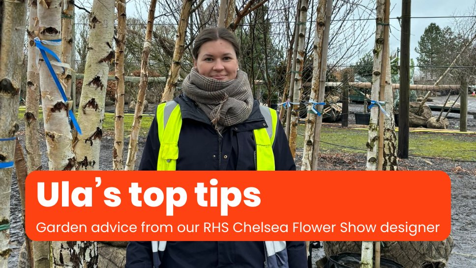 Our talented Chelsea Flower Show @MDUK_News Forest Bathing garden designer Ula Maria shares her top tips! @ProjGivingBack musculardystrophyuk.org/news-blogs-and…