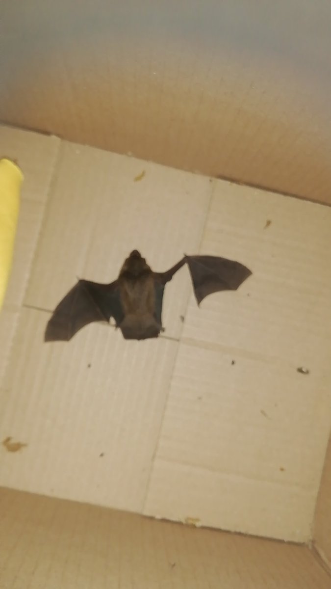 AmyPanikowski's tweet photo. End of Nov, this sweet girl came in to me after a very hot day & some valiant escape attempts that tore her wing.
After some initial hydration & care, I left her to rest. Once I knew she would eat mealworms on her own, I didn't handle. I just let her rest & recover.
Serotine #bat https://t.co/C7snKmhr40