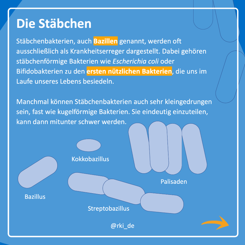 rki_de's tweet photo. Sie sind kugelförmig oder sehen aus wie Stäbchen, Korkenzieher oder eine Spirale: #Bakterien sind vielfältig und können sich perfekt an ihren Lebensraum anpassen. 
Einige von ihnen sind #Krankheitserreger – welche, das erklären wir in #WasIstEigentlich.