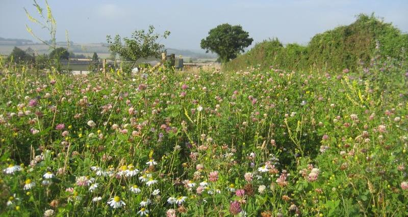 Making the most of the SFI arable actions In the next instalment of her deep dives into the SFI options, NFU Senior Countryside Adviser Claire Robinson goes back to basics on how the arable actions can support farmland wildlife. Read more here 👉nfuonline.com/updates-and-in…