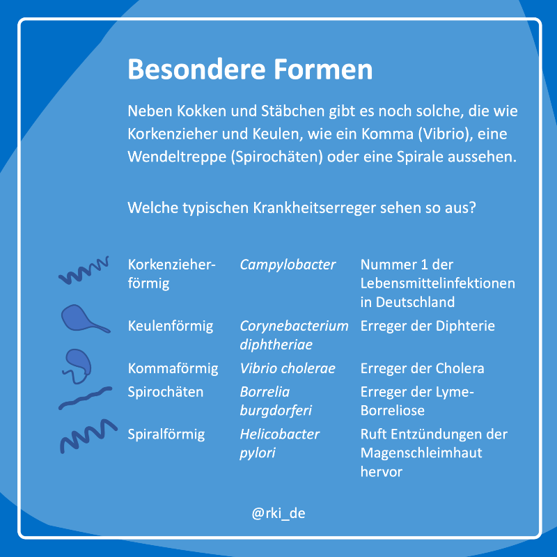 rki_de's tweet photo. Sie sind kugelförmig oder sehen aus wie Stäbchen, Korkenzieher oder eine Spirale: #Bakterien sind vielfältig und können sich perfekt an ihren Lebensraum anpassen. 
Einige von ihnen sind #Krankheitserreger – welche, das erklären wir in #WasIstEigentlich.