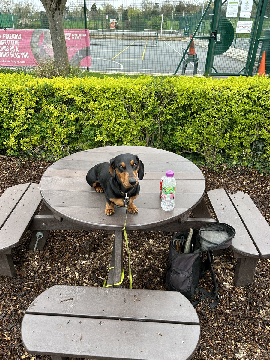 Mylo acting as a supervisor for the ground works taking place at the Palmers Greenery cafe 🐶🌱🌿