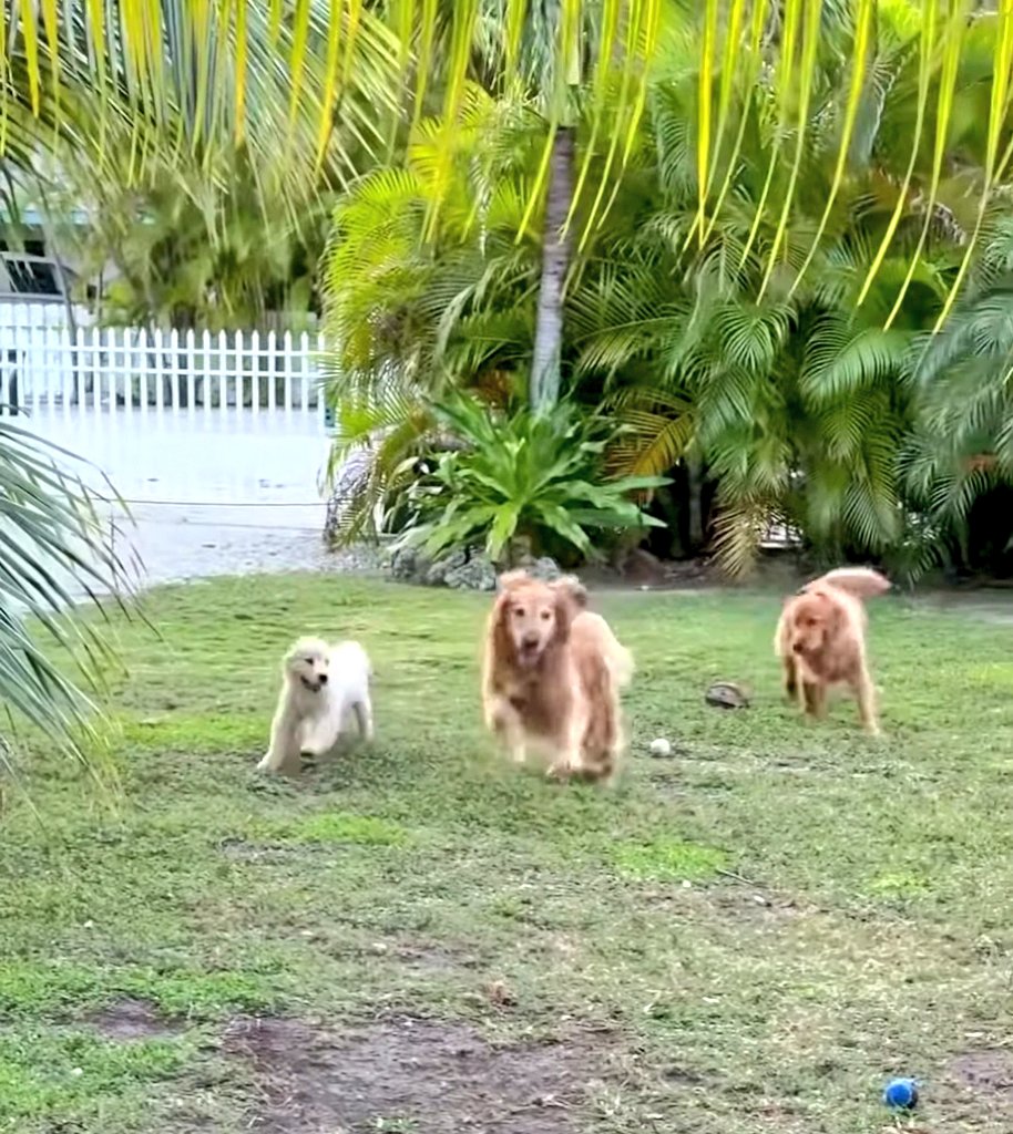 bouncebckbelle's tweet photo. @TheGoldenRatio4 It's Lights Out and away they go!!! π
#FormZolaOne
#RemoulaOne
#FormulaFeta https://t.co/MTeD0dusxK
