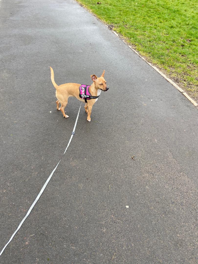 Minnie is a 14 month old female Jack Russell looking for a new home - all her details are on our website here Help2Rehome.com can you please share?