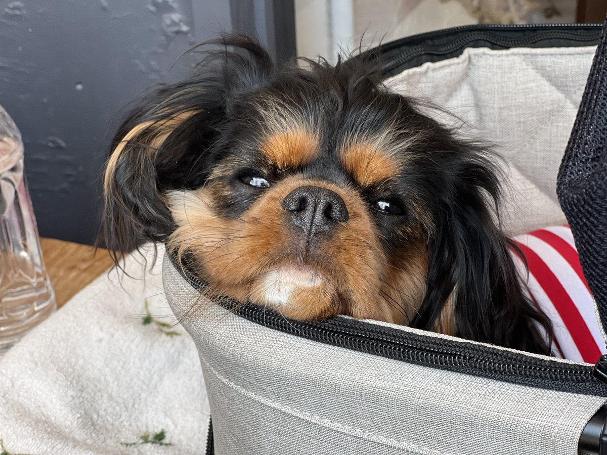 ジョニー・デブ tweet media