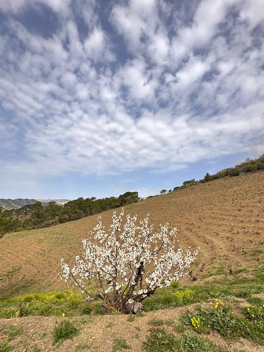 🍃 Spring time in Tossal d’en Bou, after some few cold and rainy days 🍃 Primavera al Tossal d’en Bou, després d’alguns dies de fred i pluja 🍃 Primavera en Tossal d’en Bou, después de algunos días fríos y lluviosos — #MasDoix #aWindowToMasDoix #MasDoixWinery #Priorat