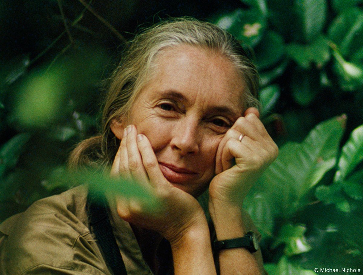 Happy 90th Birthday to the remarkable @JaneGoodallInst ❤️ Jane, we want to thank you for standing up for elephants & for speaking out against the trophy hunting of the Amboseli elephants. We remain in awe of your unwavering dedication & boundless passion for all creatures.
