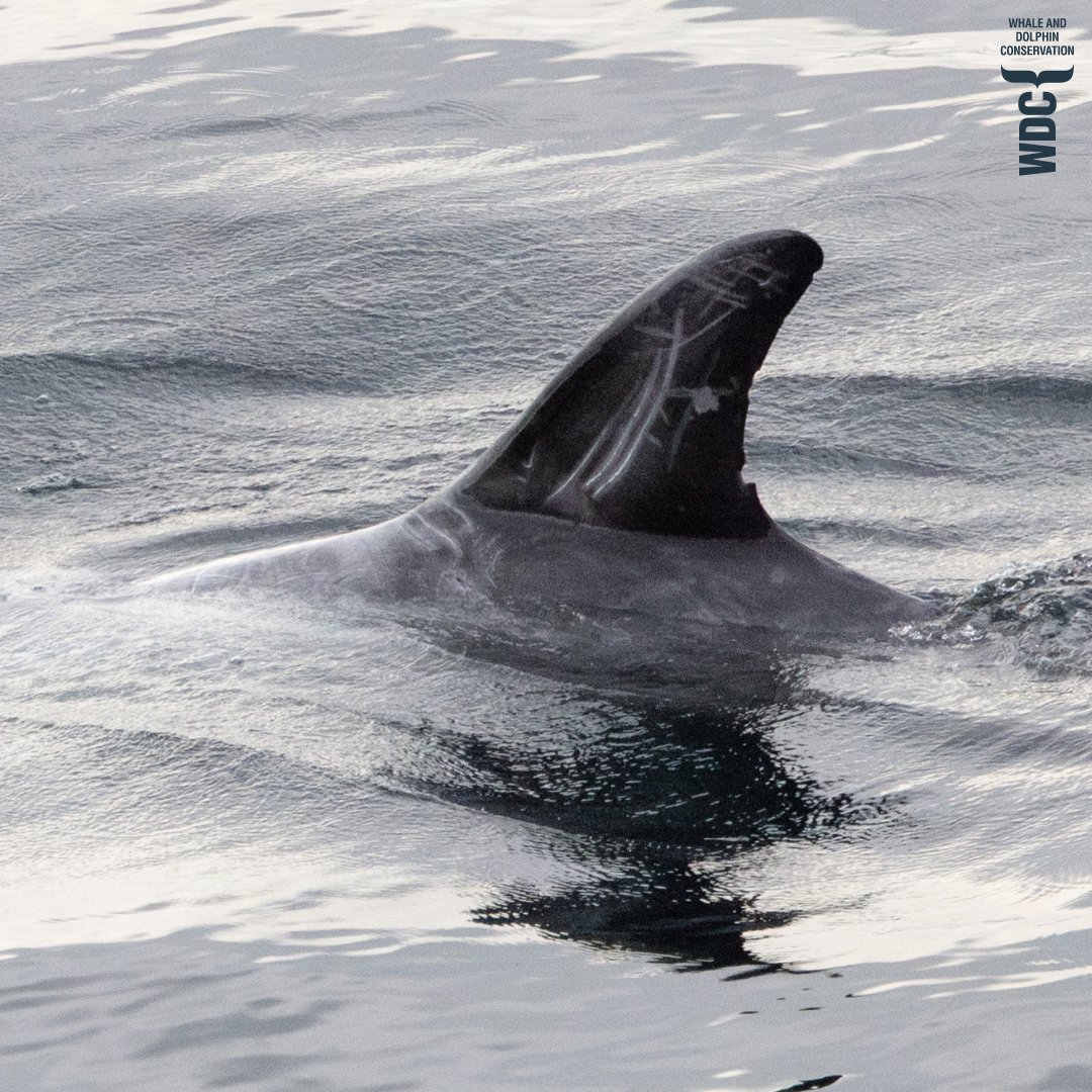 Great news! Thanks to the wonderful community of Orkney and Shetland and northeast Scotland, we have been able to confirm that Risso's dolphins are present on our shores throughout the year. We analysed 1,867 sighting records, some dating back to 1933, and found that Risso's…