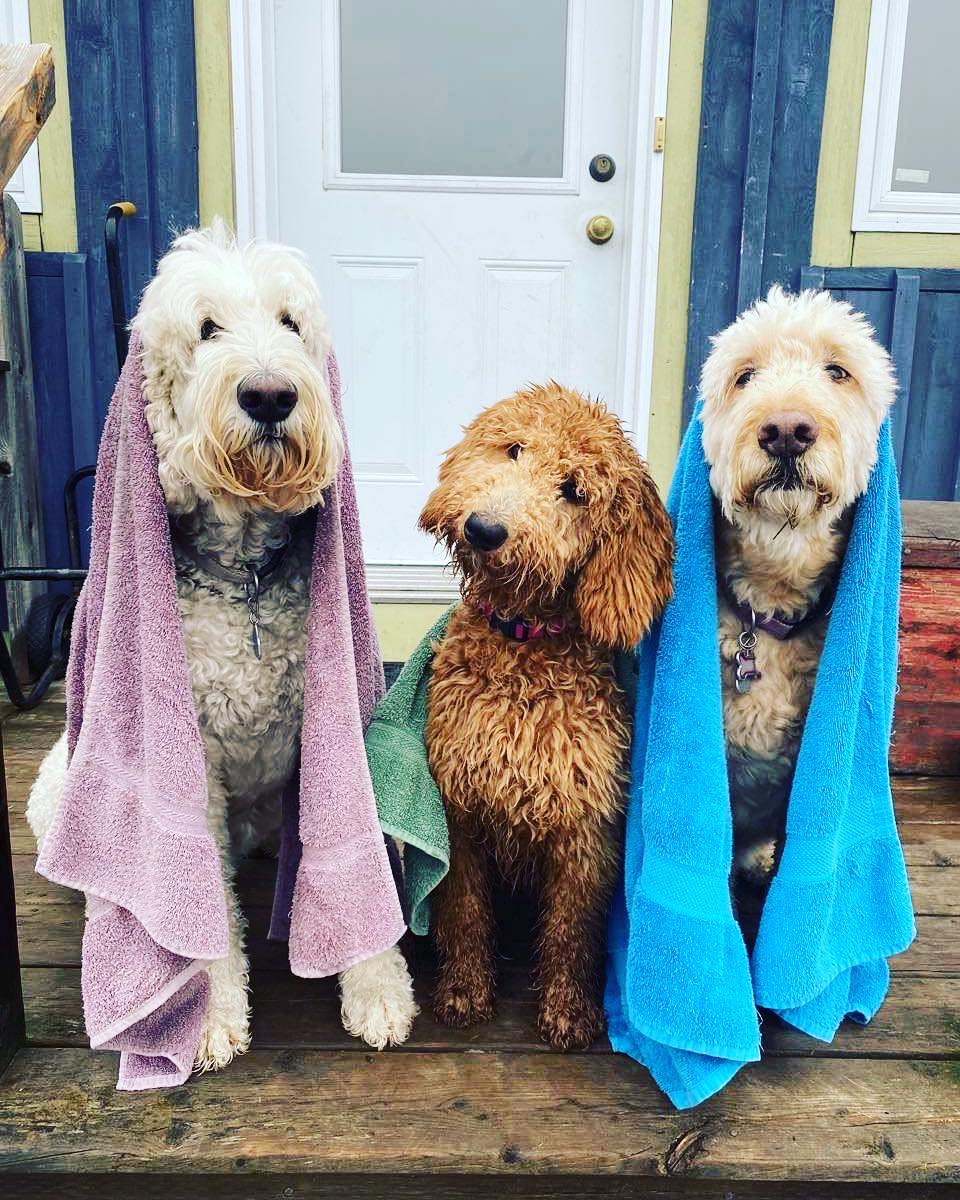 Rain dogs: Molly, Jazz and Heidi on Manitoulin Island. Power outage happened as they went to bed last night, but all is fine now. @YourMorning #ONStorm
