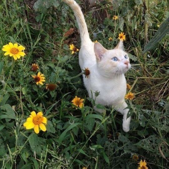 Why you should have a cat tweet media