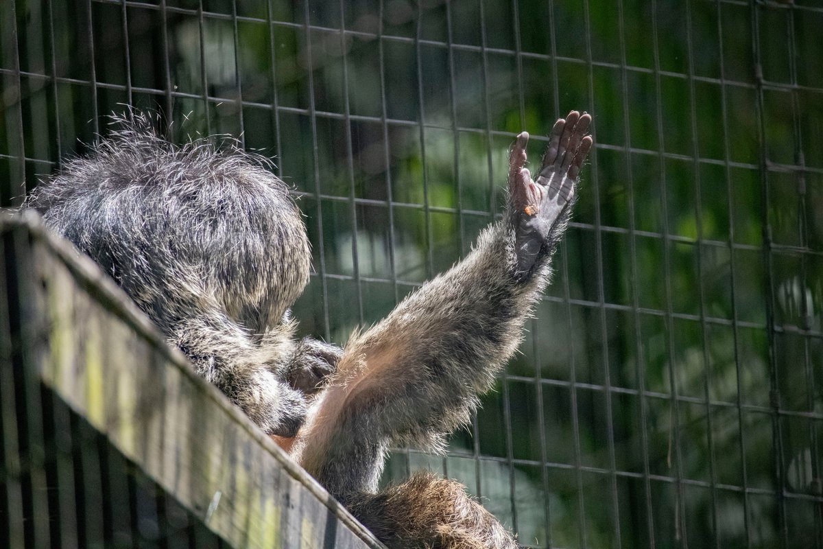 BrevardZoo tweet picture