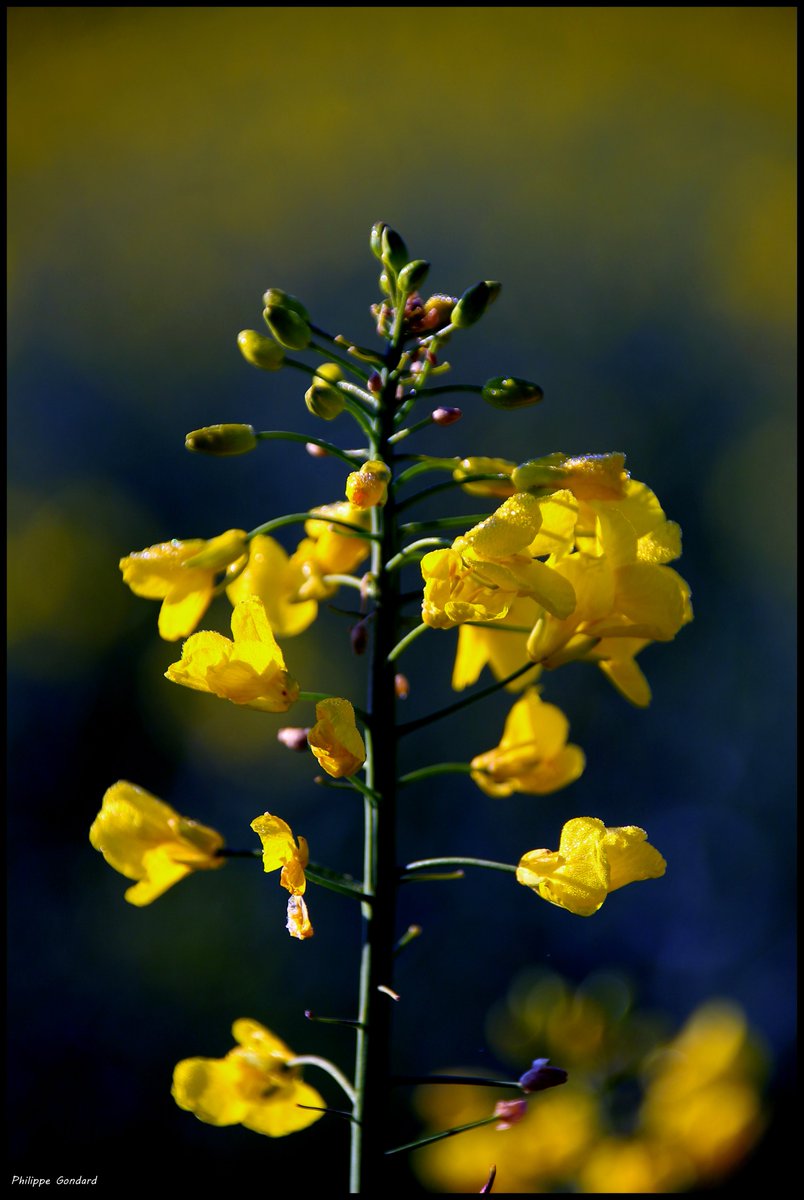 Sarthe V'la le printemps ! #Tuffé #Sarthe #laSarthe #sarthetourisme #labellesarthe #labelsarthe #Maine #paysdelaloire #paysage #nature #campagne #rural #ruralité #gondard #route #road #OnTheRoadAgain #graphique #fleur