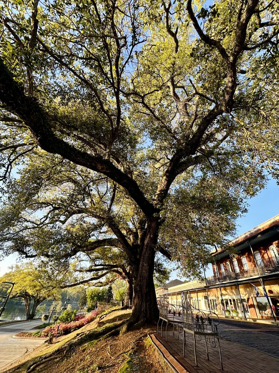 liz_july4th's tweet image. Good Morning ☀️ 

#Natchitoches #Louisiana #HistoricDowntown #Sunrise 

Have a great Wednesday 💕💕💕