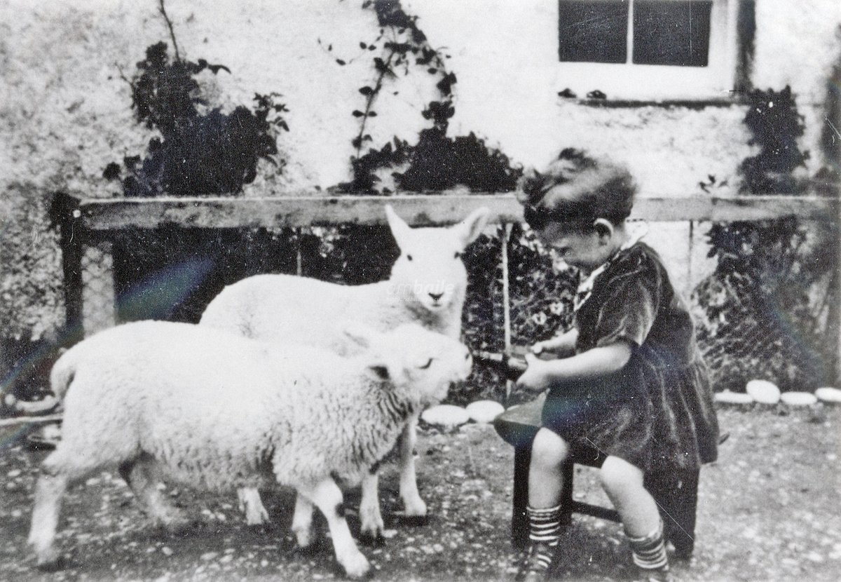 Mary MacLeod feeding lambs at Strathkanaird, a few miles north of #Ullapool, undated [photo from the collections @UllapoolMuseum]