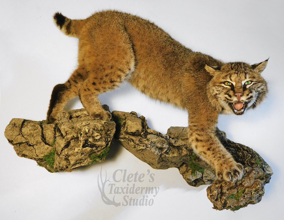 PA bobcat mount finished recently. Client wanted the aggressive open mouth to show off those teeth and claws.