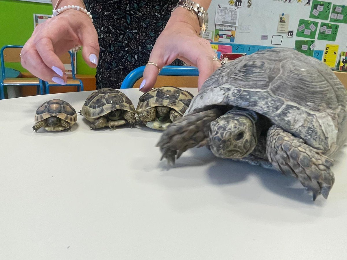 Emily Magnier-Perdikos tweet media