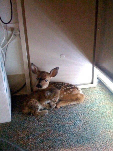 A fawn and bobcat found at a rescue centre, cuddling after they were saved from a forest fire.