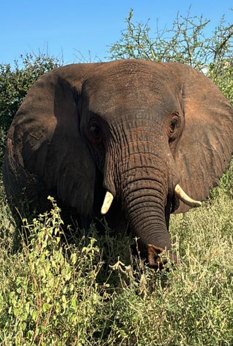 ♥️Every day is my 
🐘 #WorldElephantDay 
🐘 #2024YearOfTheElephant
🐘 #ElephantTwitter
🌍 #LetAfricaLive 🐘

📸 © Sheldrick Wildlife Trust