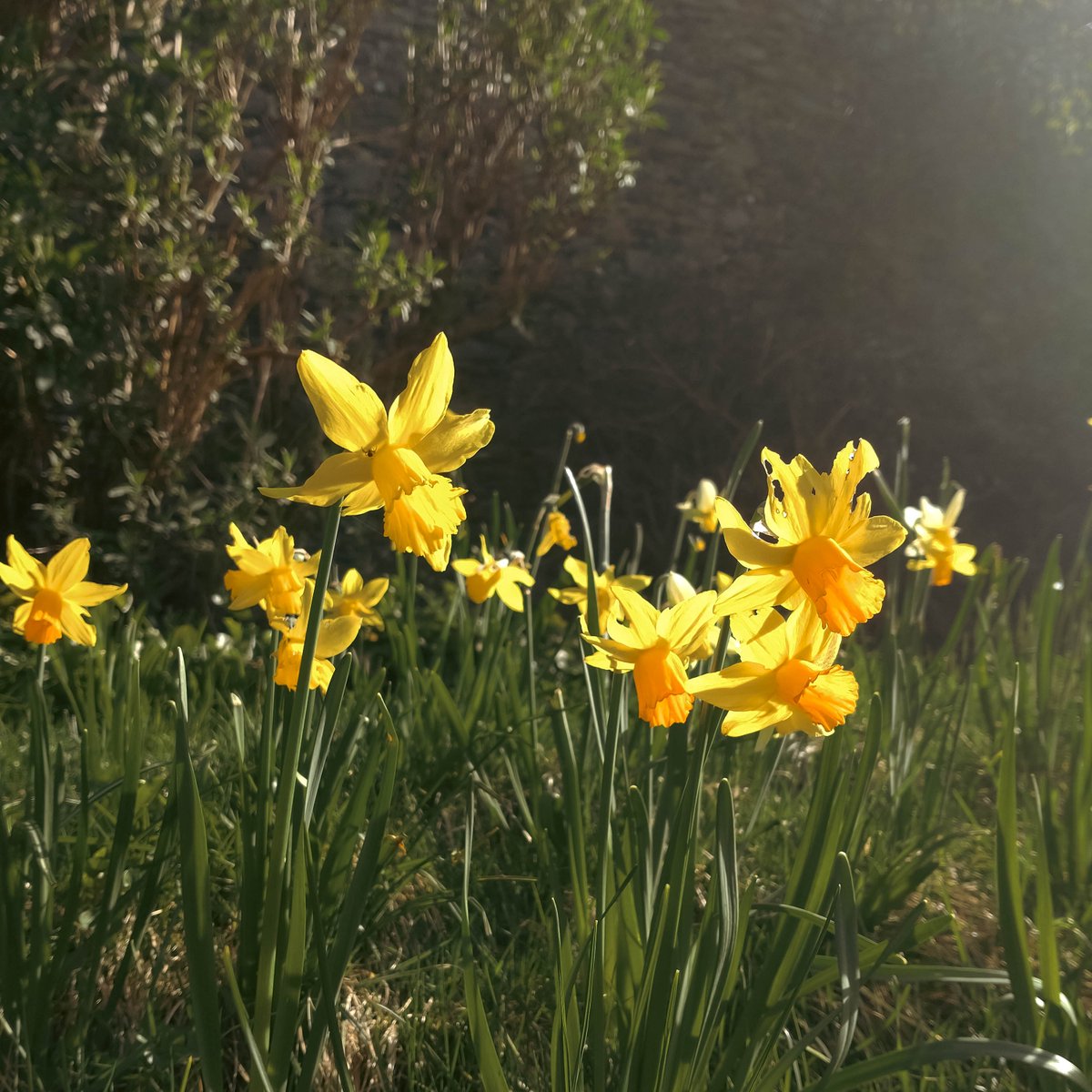 The daffodils are in full bloom!
Stay at Abbotsford and enjoy the views right on your doorstep.🩷✨

Book your stay at Abbotsford: stay.scottsabbotsford.com/booking-availa…