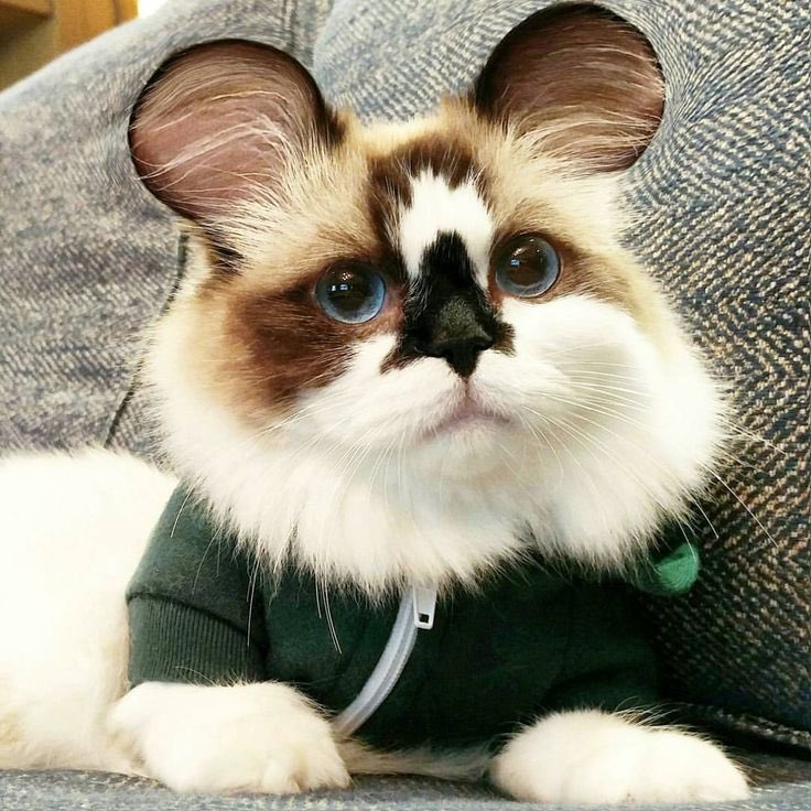 Albert Baby Cat $ALBERT tweet media