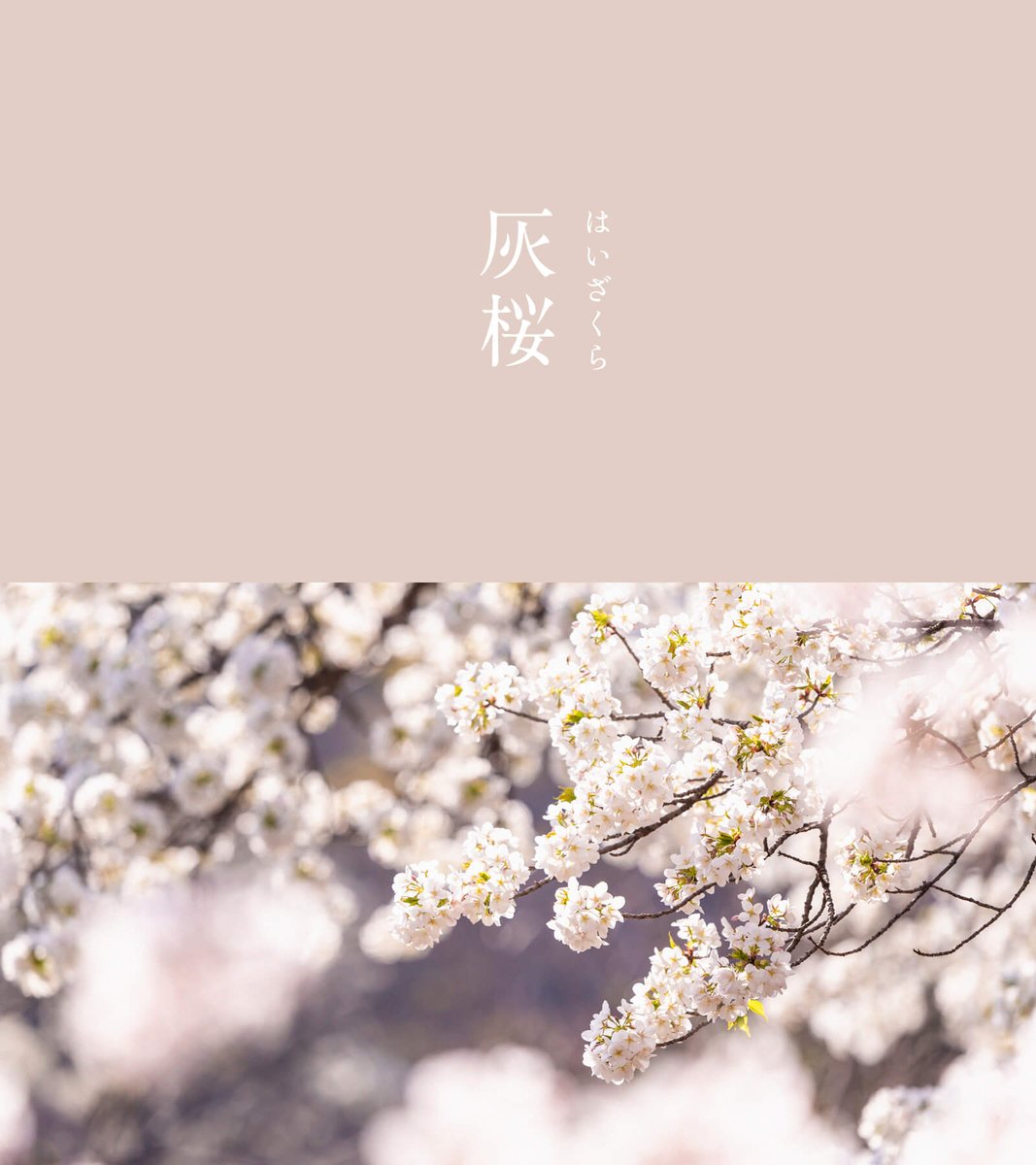 543life's tweet image. 灰桜（はいざくら）｜#にっぽんのいろ

静かに華やぐ色合い。
鼠色の落ち着いた雰囲気ながらも、くすんだ感じの暗さはなく、明るく華やかな印象が特徴的です。

霞に紛れる桜のような、上品さと奥ゆかしさを兼ね備えた色が美しいですね。

▼4月のにっぽんのいろはこちらから
543life.com/nipponnoiropal…