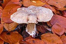 Tonight - live music from Conor Eiffe and Nebularis..here's a pic of Nebularis mushroom - check out the full name.. @rte2xm twitter.com/i/status/17754…