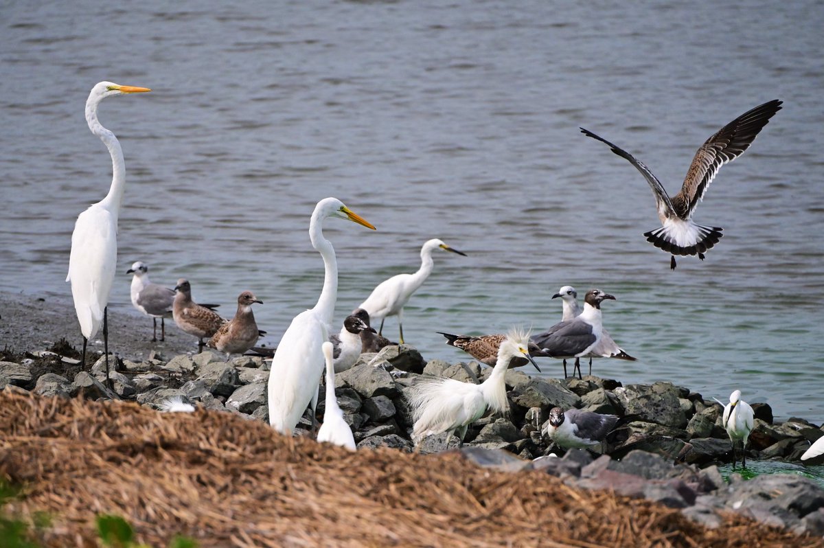 nj_pinelands's tweet photo. Feathered friends gathering in the New Jersey #Pinelands ....

📷: Paul Leakan, Pinelands Commission Communications Officer 

#birds #bird #birding #waterbirdwednesday #waterfowlwednesday #wadingbird #newjersey #NJ https://t.co/d5eUxLzDXm