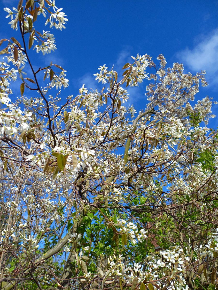 Blüten der Felsenbirne vor azurblauem Himmel