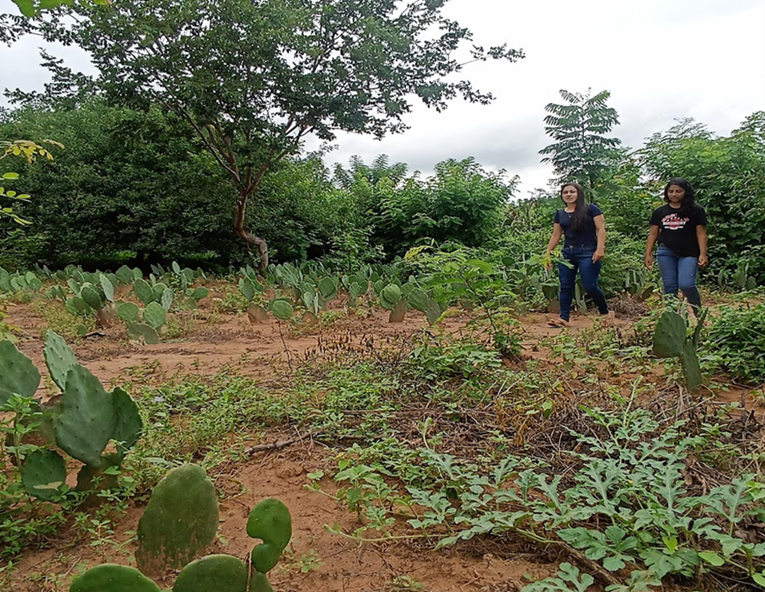 🌿Explore the inspiring journey of Geane Magalhães, one of the 2024 Drylands Restoration Stewards, as she leads the restoration of the Xique-Xique Agroecological Farm in the Caatinga region of 🇧🇷Brazil. Discover more: bit.ly/3PLqsgB #ThinkLandscape @GlobalLF @YPARD