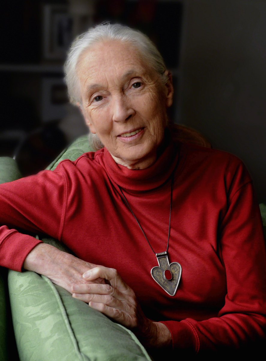 Happy Birthday to DARWIN200 patron: Dr Jane Goodall. 🎉 Join us in celebrating Dr. Jane Goodall's 90th Birthday! As a true pioneer in primatology, conservation, and environmental activism, Jane's impact on our world is immeasurable. 💚 #darwin200 #DARWIN200 #janegoodall