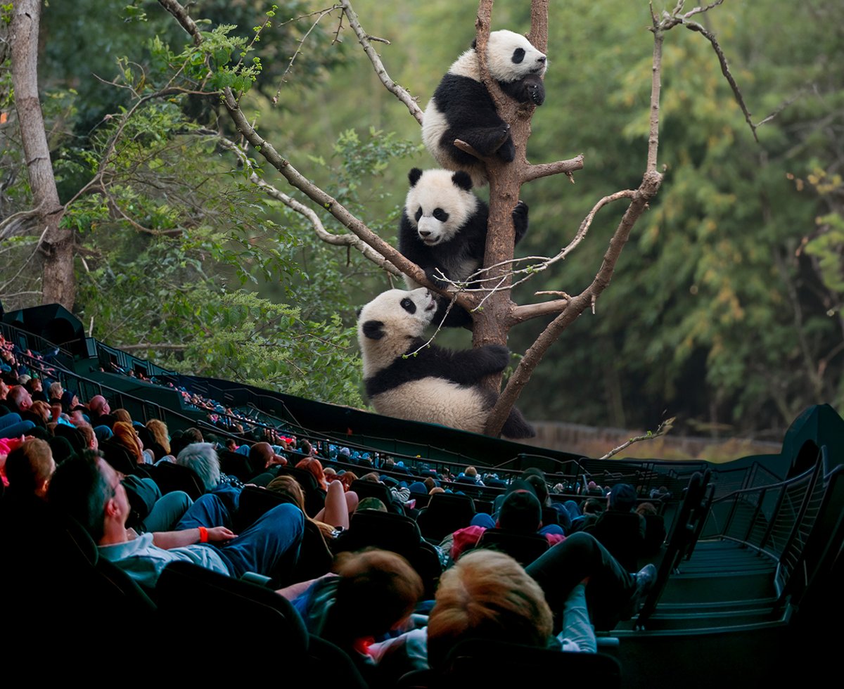 This weekend is your last chance to get cozy with precious #Pandas, blast into the world of #AsteroidHunters, and win prizes with your Omnifest Passport! Closeout Omnifest with one final flick 🎦 bit.ly/3kThhye