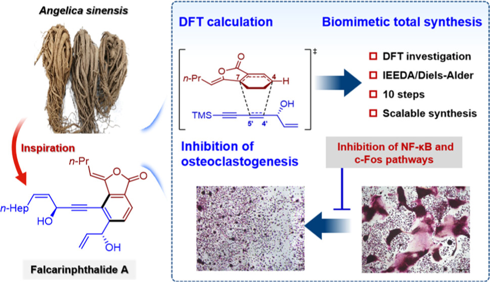 Inspired by the wisdom of traditional Chinese medicines, a new type of phthalide with potent antiosteoporotic activity, falcarinphthalide A, was discovered from Angelica sinensis NEW #ASAP by Hao Gao, Xin-Luan Wang & team #JinanUniversity Read it here: go.acs.org/8Jx