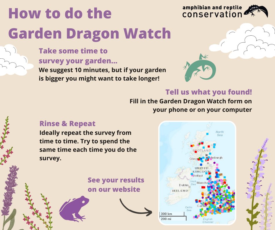 This week is the perfect opportunity to have another go at the #GardenDragonWatch survey! ARC's quick and easy survey is a great bit of fun for anyone and everyone 🔎🐸 Find out how at arc-trust.org/garden-dragon-… #Dragonsinyourgarden