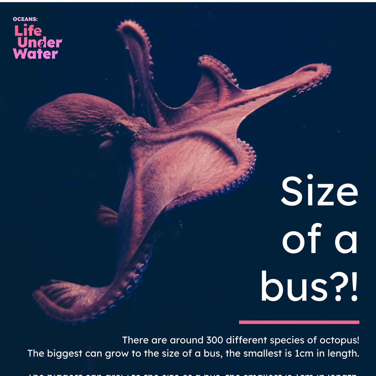 Octo-bus! 🚎
