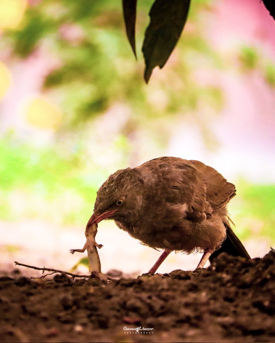 @soonamwooeser photography 🐦📸 #junglebabbler #birds #photography #photooftheday #lightroombhutan #MadeWithLightroom #lightroom #wildlife #nature #naturephotography #animalsplanet #birds_captures #birdsofindia #animalsaddict #animales facebook.com/share/p/FEsyam…