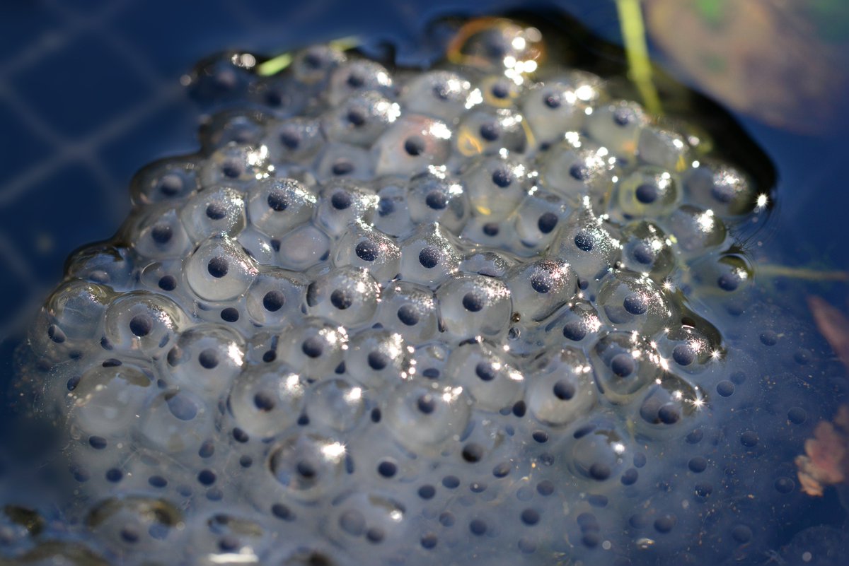 April is #NationalFrogMonth 🐸 In early spring, the breeding season begins, and frogs emerge and travel to ponds and lakes to find a mate. Let us know if you have spotted any frogspawn in a pond in your garden or in your area this spring!