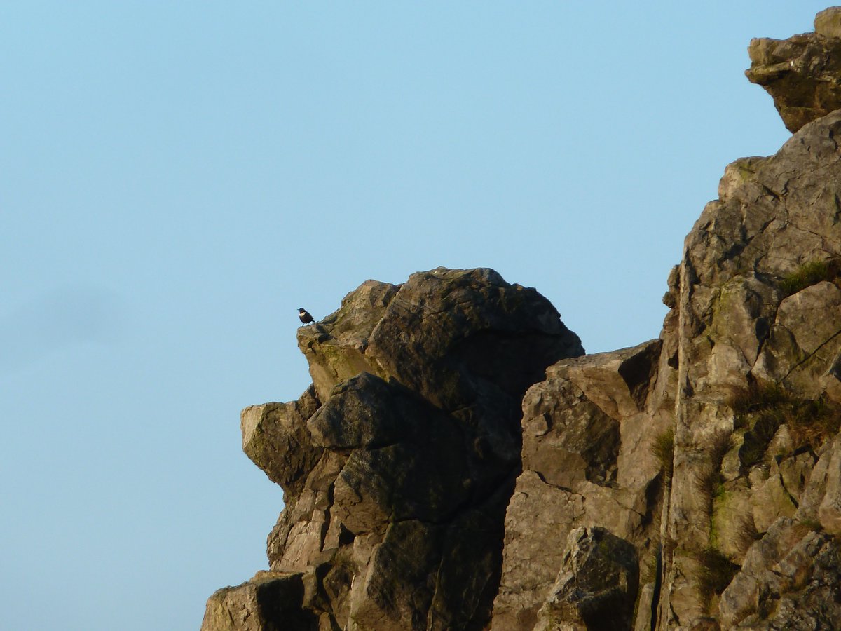 NE_WestMids's tweet image. A single ring ouzel calling near Manstone Rock on our #Stiperstones #NationalNatureReserve this morning. 

These are the upland blackbirds which sadly are only passing through, as they are extinct as a breeding species in #Shropshire now.

@BTO_Shropshire @_BTO @sosbirding