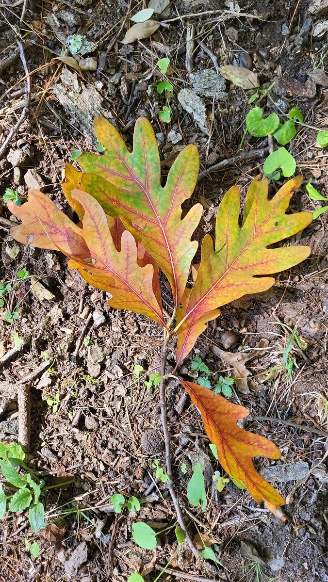 🌳It's Maryland Arbor Day! The official state tree is the White Oak (Quercus alba). You have seen their acorns on the ground which provide a great source of food for wildlife animals. The wood from white oaks is used to make high-end flooring, barrels, kegs, casks, ships &amp; boats.