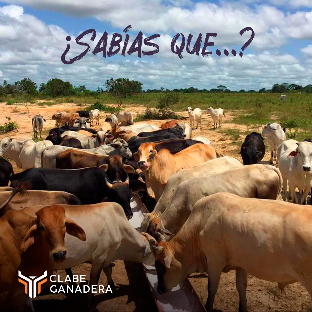 ClabeGanadera's tweet photo. La ganadería contribuye a la seguridad alimentaria, la nutrición, el alivio de la pobreza y el crecimiento económico. 

Al mismo tiempo, los sistemas ganaderos tienen un impacto significativo en el medio ambiente, incluidos el aire, la tierra, el suelo, el agua y la biodiversidad https://t.co/L6zVoeWA2K