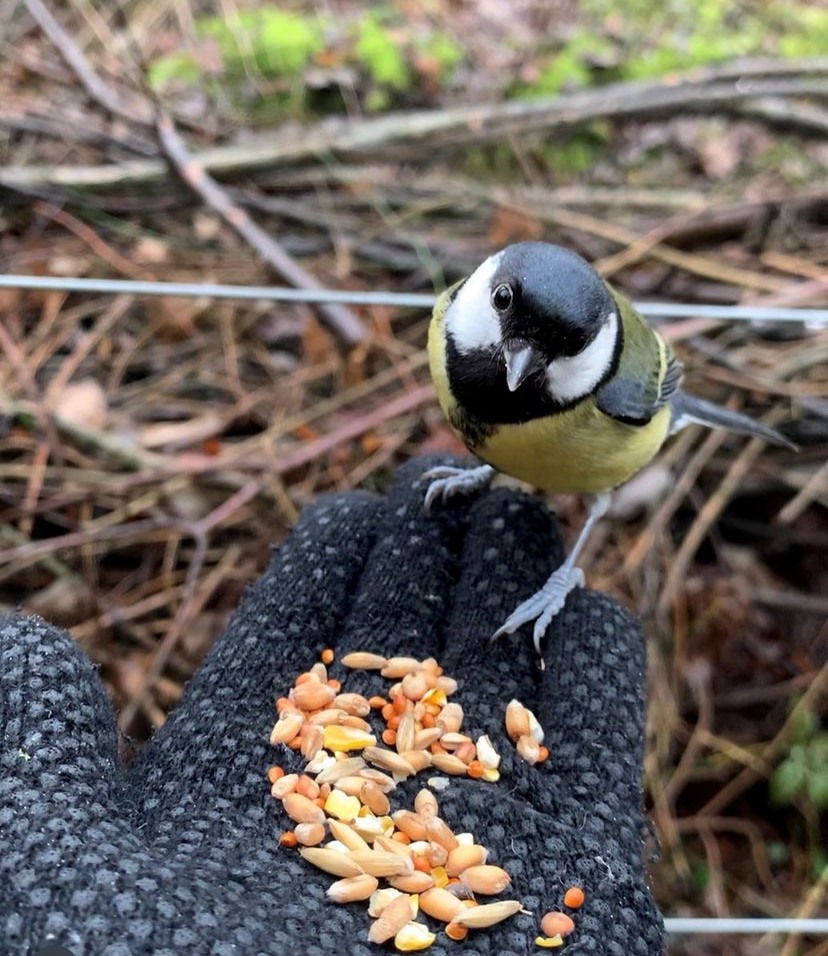 Bird nesting season is upon us! 😍 How can you help this season? Very easily! 💚 Provide food and water 💚 Refrain from cutting down / back trees and hedges Two easy, simple considerations that will make a BIG difference #lovelocalwildlife #lovesolihullparks