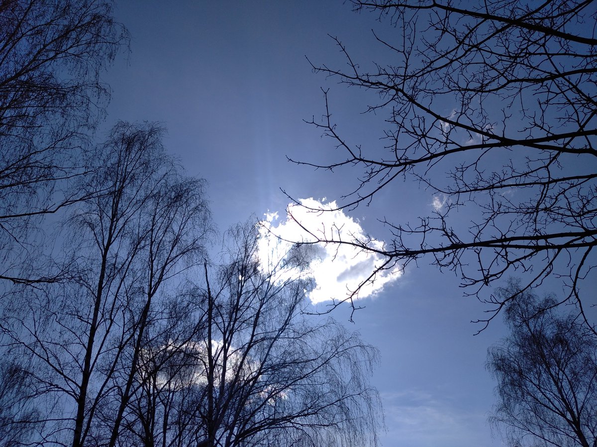 #niebo #sunnyday #drzewa #spacer #natura #wiosna2024 #maleprzyjemnosci