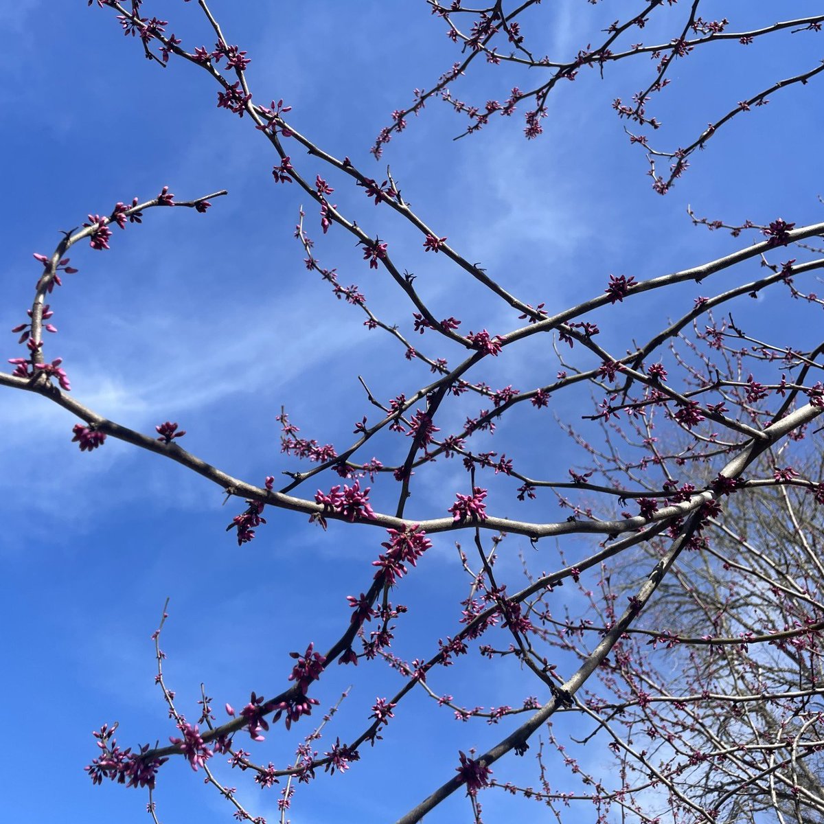 One of the 1st trees to flower in GSMNP is the Eastern Redbud. This species is one of the first food sources for many types of wildlife in the spring. Keep an eye out for its bright, purple-colored flowers; you can’t miss it.