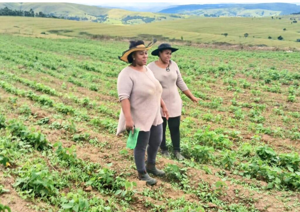 FROM BANKING TO FARMING Twin sisters Zandisile and Zandile own a 100 hectare farm in Nkandla. Zandisile was a branch mananger at Absa, her sister Zandisile worked as a branch manager at Ithala Bank. The two sisters launched their own farming venture starting with 1.5 hectares