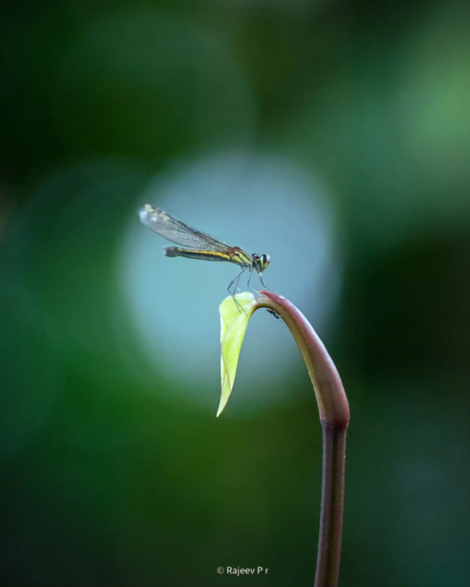 Bokeh & Damselfly ..... Some frames are very close to the Heart, Not the sharpness, not the Rarity, Something that hooks our Views. Absolutely 💯 Mindful frame for me, It's the Natural light captured as bokeh. Shoton @oneplus Powered by @Snapdragon #ShotOnOneplus…